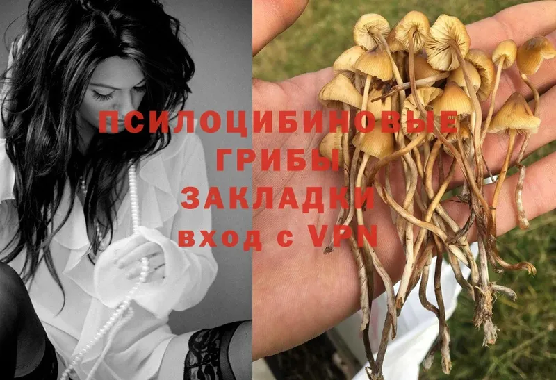 Псилоцибиновые грибы MAGIC MUSHROOMS  купить наркоту  Саранск 